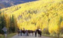 horses on road